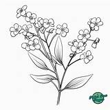20 Foxglove Forget Me Not And Dandelion Flowers Coloring Printable Pages sketch template