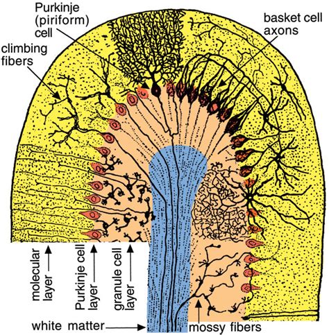 Cerebellar Folium