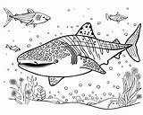 Whale Shark Coloring Pages sketch template