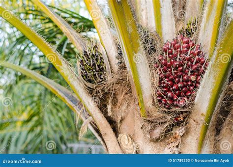 Palm Oil Fruit On Tree Stock Photo - Image: 51789253