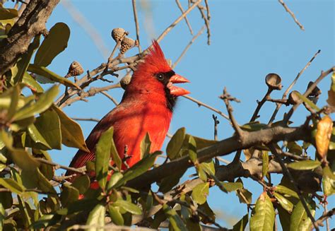 Male Cardinal Singing In Tree Free Stock Photo - Public Domain Pictures