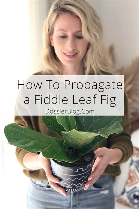 How to Propagate a Fiddle Leaf Fig: Three Simple Ways - Dossier Blog Fiddle Leaf Fig Care ...