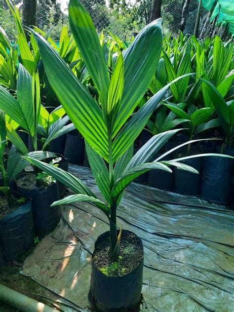 Green Hybrid Areca Nut Plant, For Plantation, Rs 80 /plant M/S Ashik Nursery & Seeds Bhander ...