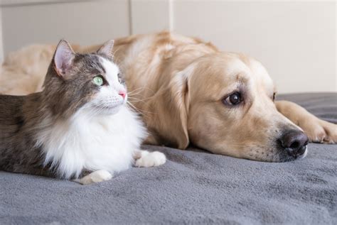 Do Dogs Know The Difference Between Cats And Dogs