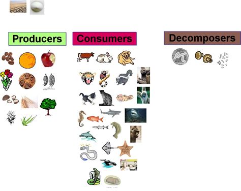 what are decomposers - Brainly.com