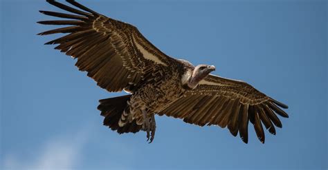 The Top 10 Largest Vultures in the World - IMP WORLD