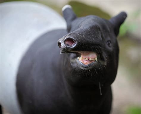 Malayan Tapir Facts, Distribution, Behavior, Adaptations