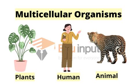 What Are Multicellular Organisms? - Characteristics and Organization