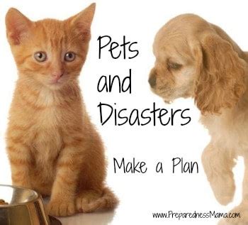 Pets and Disasters: Make a Plan | PreparednessMama