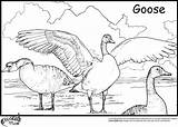 Goose Coloring Pages  Kidsuki sketch template