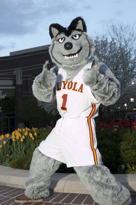 Loyola of Chicago Ramblers Mascot, Lu Wolf. | Mascot, Loyola ramblers ...