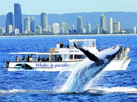 Gold Coast Whale Watching Tour