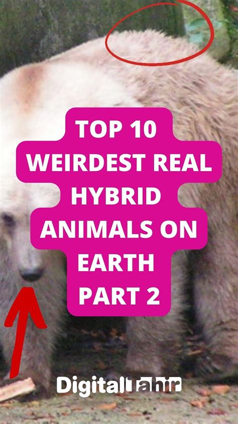 Top 10 Weirdest Real Hybrid Animals on Earth Part 2