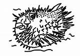 Porcupine Puffer Fish Coloring Page  Kids Play Color coloring sketch template