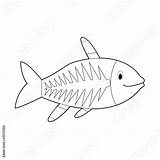 X Ray Fish Coloring Pages Sketch Coloring Page sketch template