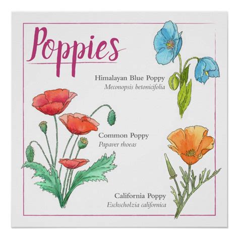 Poppy varieties poster | Zazzle.com