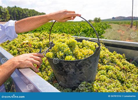 Chardonnay Harvesting with Wine Grapes Harvest Stock Photo - Image of chardonnay, grow: 34781516