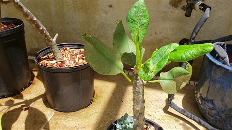 Plumeria Cuttings Update - YouTube