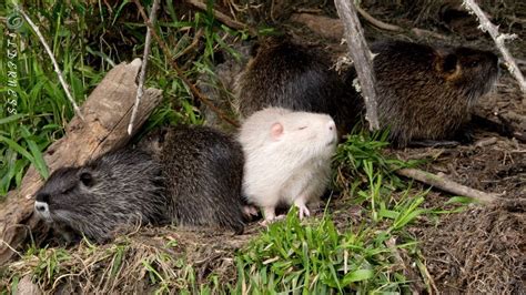 Albino Nutria Family | Ridgefield NWR, Columbia River - YouTube