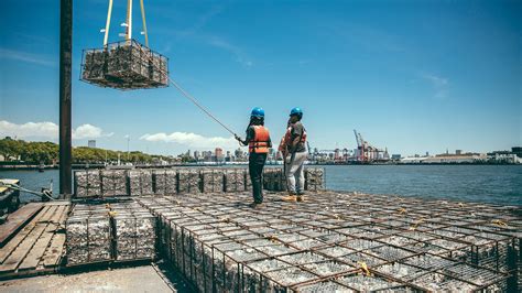 Oyster Reef Restoration in New York Relies on Key Ingredient | The Pew Charitable Trusts