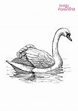 Coloring Pages Of A Swan sketch template