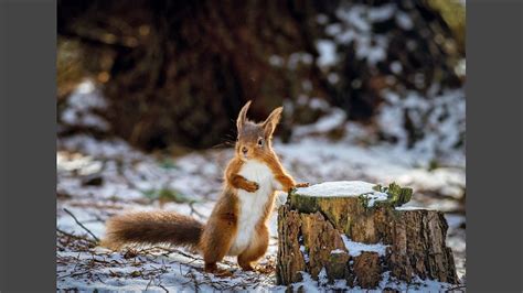 Bbc Countryfile Calendar 2023 By Post – Get Calendar 2023 Update