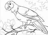 Papagaio Colorir Parrot Desenhos Papegaai Pappagalli Pappagallo Papagei  sketch template