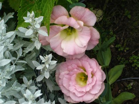 Romantic Flowers: Lisianthus Flower