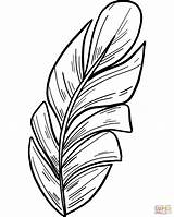 Printable Palm Leaf Coloring Page  Vrogueco sketch template