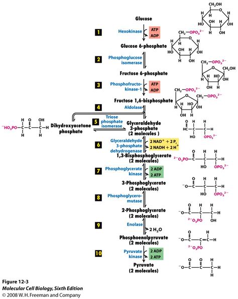 biochemistry - Regulation of Glycolysis and other pathways at ...