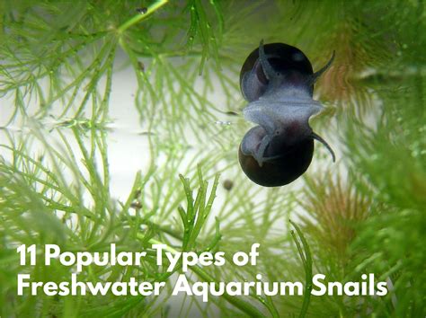 11 Popular Types of Freshwater Aquarium Snails (Species Guide)