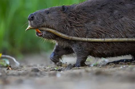 Beaver Facts - Animal Facts Encyclopedia