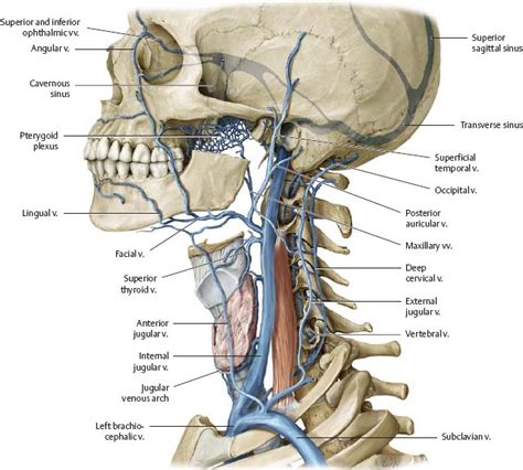 Neck - Atlas of Anatomy