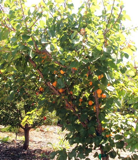 Apricot season is underway! | Fruits and Votes