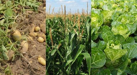 Crop Rotation: All You Need to Know - Dre Campbell Farm