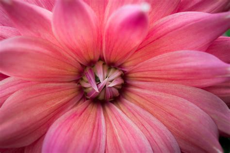 Macro photography of pink petal flower HD wallpaper | Wallpaper Flare