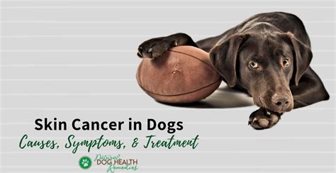 Skin Cancer in Dogs - Types of Skin Tumors, Symptoms, Treatment