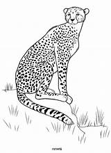 Animal Coloring Pages To Print For Free sketch template
