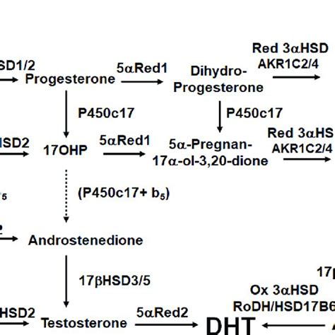 (PDF) The “backdoor pathway” of androgen synthesis in human male sexual development