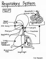 Respiratory System  Printable Coloring Page Educational & Teaching sketch template