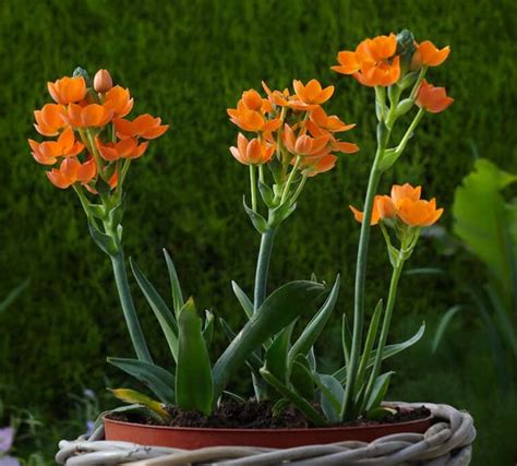 Orange Star Plant: Care, Meaning, Flower,Repotting,Poisonous(Bethlehem)