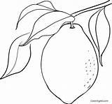 Lemon Coloring Pages 13 Free Printables  ColoringAll sketch template
