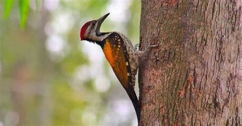 Woodpecker Behavior - AnimalBehaviorCorner