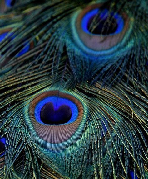 The colours in the peacock tail are some of my favorites. | Peacock, Peacock pictures, Peacock tail