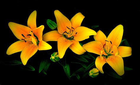 Download Nature Yellow Flower Flower Lily HD Wallpaper