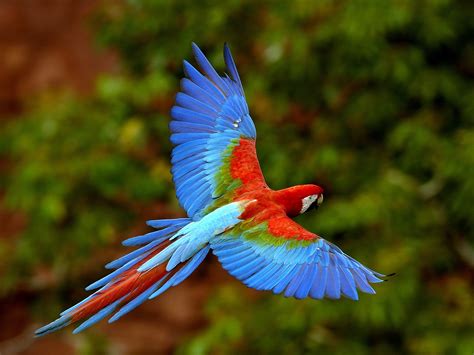 Macaw