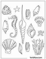 Coloring Pages Shells sketch template
