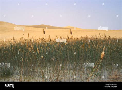 Oasis in the Sahara desert outside of Siwa, Egypt Stock Photo - Alamy