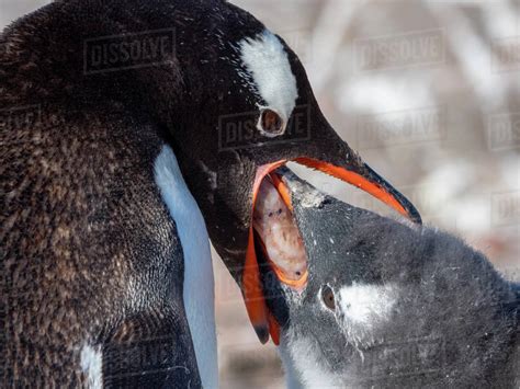 Penguin Eating Krill