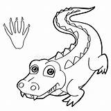 Cartoon Crocodile Coloring Pages sketch template